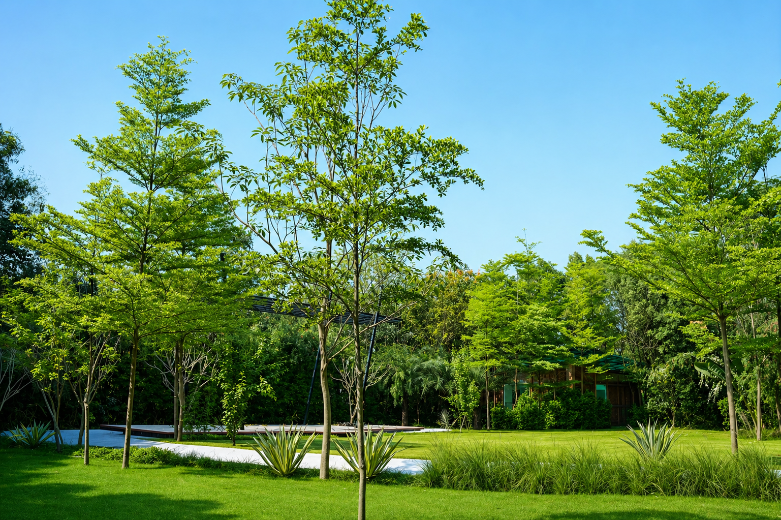 Jalaj Lawn